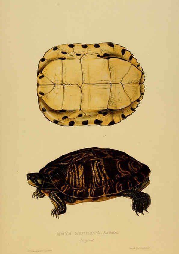 Reproducción/Reproduction 5977787303: Tortoises, terrapins, and turtles London, Paris, and Frankfort :H. Sotheran, J. Baer & co.,1872