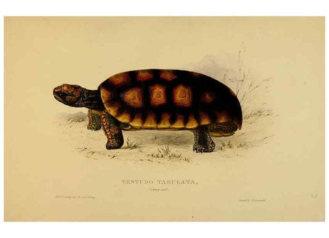 Reproducción/Reproduction 5977793155: Tortoises, terrapins, and turtles London, Paris, and Frankfort :H. Sotheran, J. Baer & co.,1872