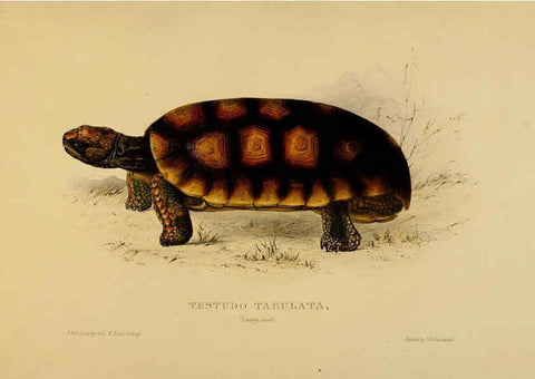 Reproducción/Reproduction 5977793155: Tortoises, terrapins, and turtles London, Paris, and Frankfort :H. Sotheran, J. Baer & co.,1872