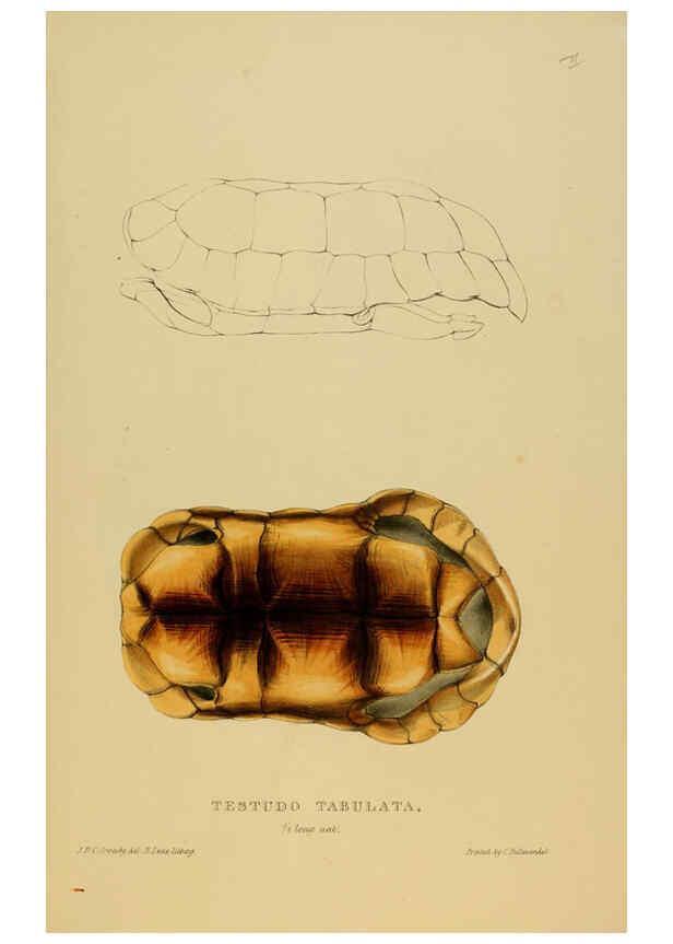 Reproducción/Reproduction 5978353168: Tortoises, terrapins, and turtles London, Paris, and Frankfort :H. Sotheran, J. Baer & co.,1872