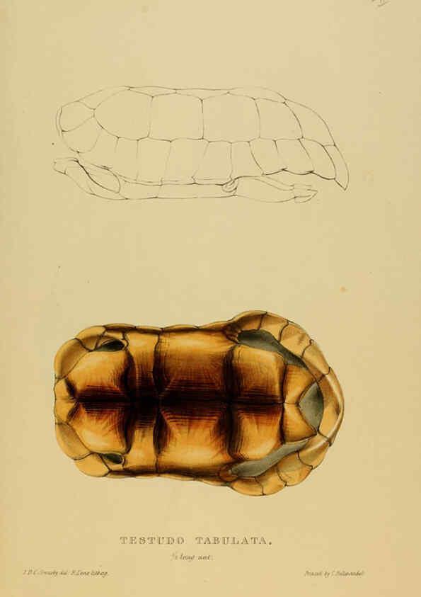 Reproducción/Reproduction 5978353168: Tortoises, terrapins, and turtles London, Paris, and Frankfort :H. Sotheran, J. Baer & co.,1872