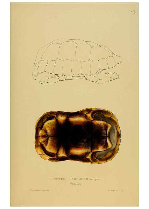 Reproducción/Reproduction 5978354106: Tortoises, terrapins, and turtles London, Paris, and Frankfort :H. Sotheran, J. Baer & co.,1872