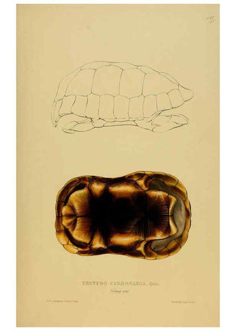 Reproducción/Reproduction 5978354106: Tortoises, terrapins, and turtles London, Paris, and Frankfort :H. Sotheran, J. Baer & co.,1872