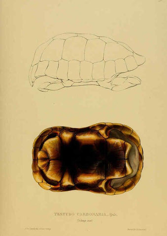Reproducción/Reproduction 5978354106: Tortoises, terrapins, and turtles London, Paris, and Frankfort :H. Sotheran, J. Baer & co.,1872