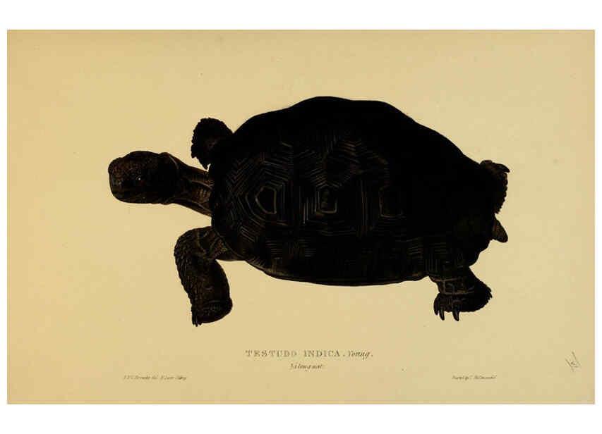 Reproducción/Reproduction 5978354568: Tortoises, terrapins, and turtles London, Paris, and Frankfort :H. Sotheran, J. Baer & co.,1872