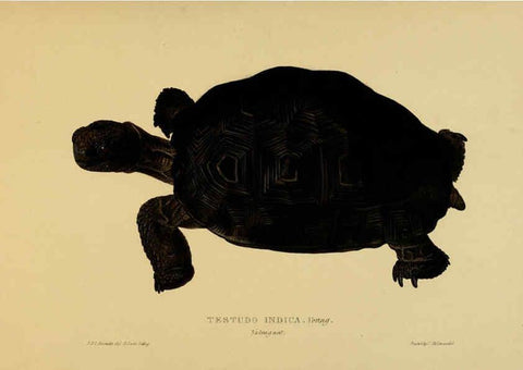Reproducción/Reproduction 5978354568: Tortoises, terrapins, and turtles London, Paris, and Frankfort :H. Sotheran, J. Baer & co.,1872