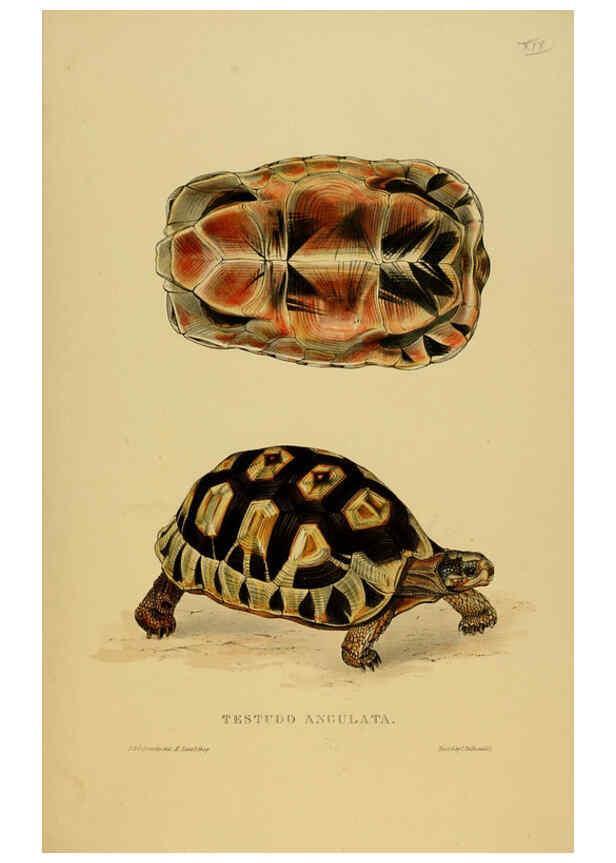 Reproducción/Reproduction 5978354794: Tortoises, terrapins, and turtles London, Paris, and Frankfort :H. Sotheran, J. Baer & co.,1872