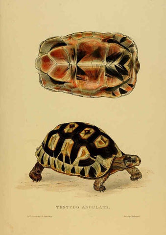 Reproducción/Reproduction 5978354794: Tortoises, terrapins, and turtles London, Paris, and Frankfort :H. Sotheran, J. Baer & co.,1872
