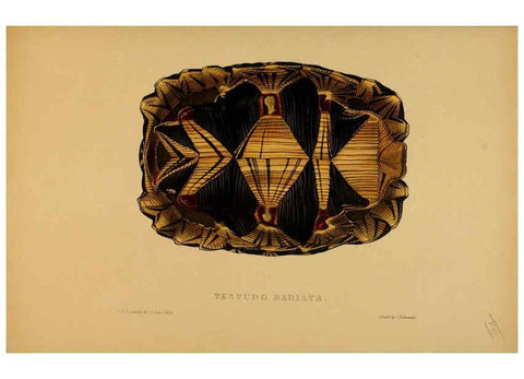 Reproducción/Reproduction 5977795877: Tortoises, terrapins, and turtles London, Paris, and Frankfort :H. Sotheran, J. Baer & co.,1872