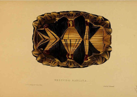 Reproducción/Reproduction 5977795877: Tortoises, terrapins, and turtles London, Paris, and Frankfort :H. Sotheran, J. Baer & co.,1872