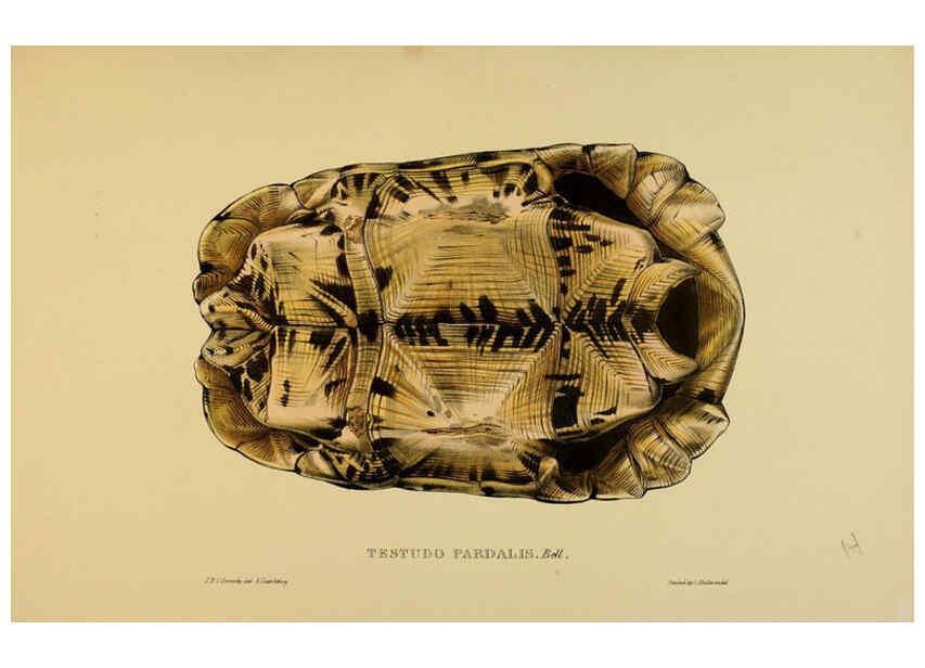 Reproducción/Reproduction 5977796467: Tortoises, terrapins, and turtles London, Paris, and Frankfort :H. Sotheran, J. Baer & co.,1872