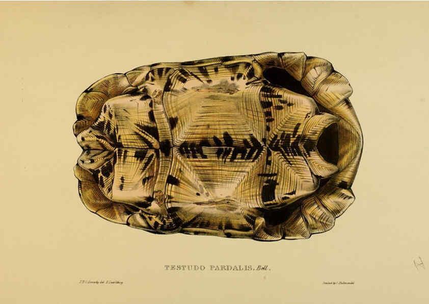 Reproducción/Reproduction 5977796467: Tortoises, terrapins, and turtles London, Paris, and Frankfort :H. Sotheran, J. Baer & co.,1872
