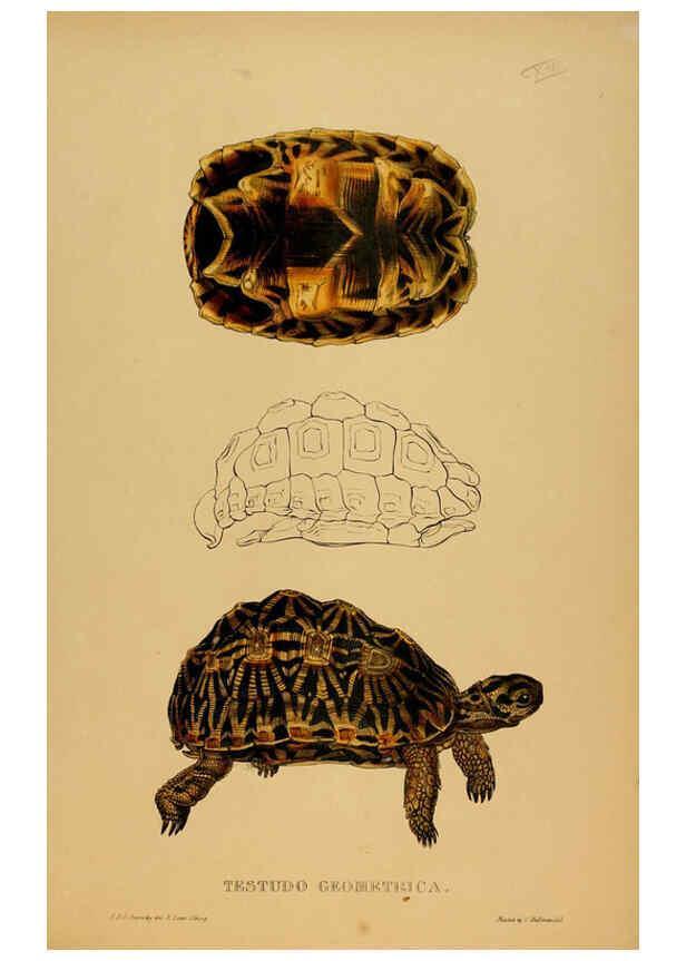 Reproducción/Reproduction 5977797165: Tortoises, terrapins, and turtles London, Paris, and Frankfort :H. Sotheran, J. Baer & co.,1872