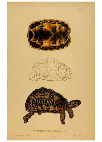 Reproducción/Reproduction 5977797165: Tortoises, terrapins, and turtles London, Paris, and Frankfort :H. Sotheran, J. Baer & co.,1872