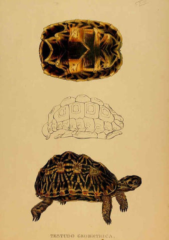Reproducción/Reproduction 5977797165: Tortoises, terrapins, and turtles London, Paris, and Frankfort :H. Sotheran, J. Baer & co.,1872