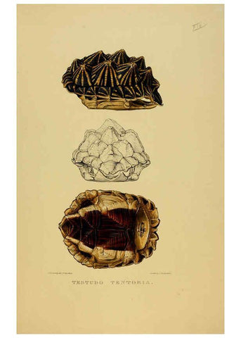 Reproducción/Reproduction 5978357092: Tortoises, terrapins, and turtles London, Paris, and Frankfort :H. Sotheran, J. Baer & co.,1872