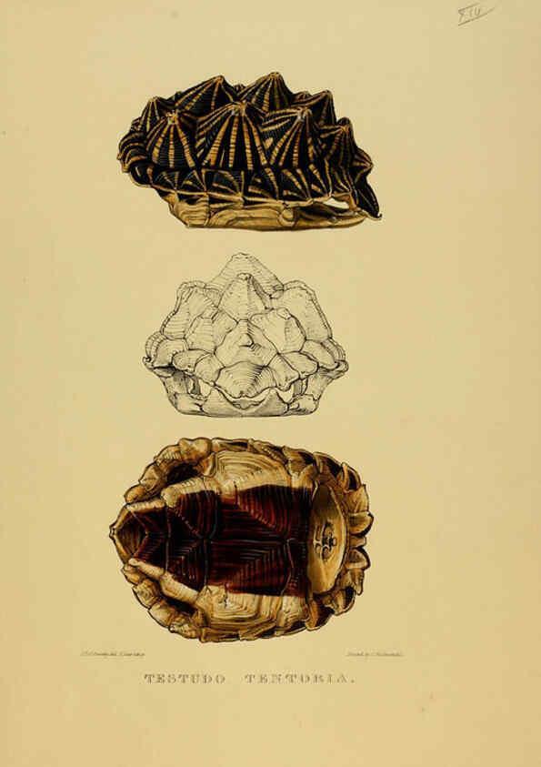 Reproducción/Reproduction 5978357092: Tortoises, terrapins, and turtles London, Paris, and Frankfort :H. Sotheran, J. Baer & co.,1872