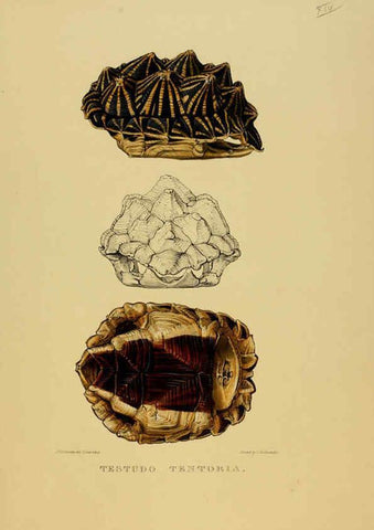 Reproducción/Reproduction 5978357092: Tortoises, terrapins, and turtles London, Paris, and Frankfort :H. Sotheran, J. Baer & co.,1872