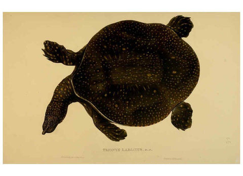 Reproducción/Reproduction 5978357454: Tortoises, terrapins, and turtles London, Paris, and Frankfort :H. Sotheran, J. Baer & co.,1872