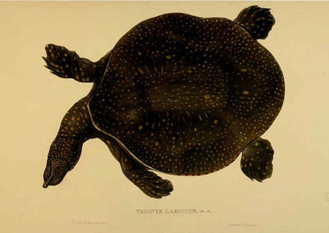 Reproducción/Reproduction 5978357454: Tortoises, terrapins, and turtles London, Paris, and Frankfort :H. Sotheran, J. Baer & co.,1872