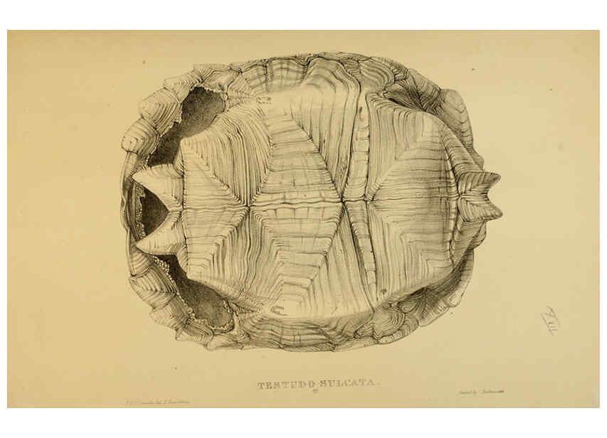 Reproducción/Reproduction 5978358088: Tortoises, terrapins, and turtles London, Paris, and Frankfort :H. Sotheran, J. Baer & co.,1872
