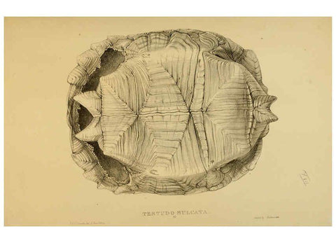 Reproducción/Reproduction 5978358088: Tortoises, terrapins, and turtles London, Paris, and Frankfort :H. Sotheran, J. Baer & co.,1872