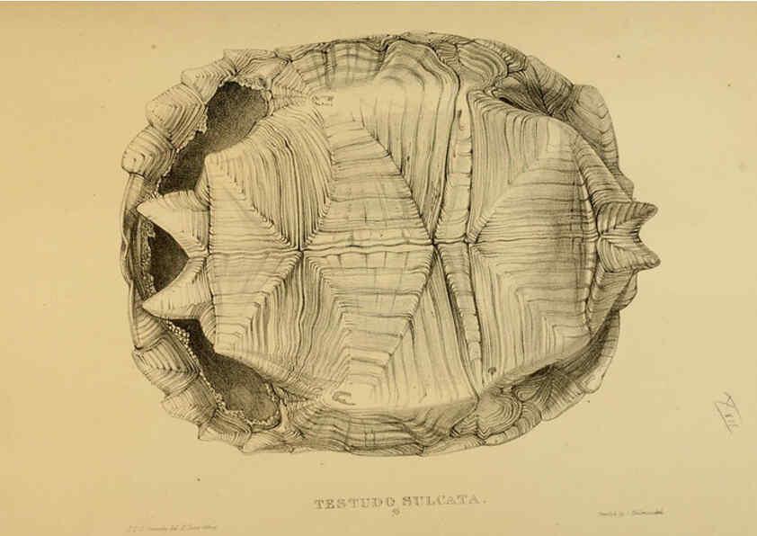Reproducción/Reproduction 5978358088: Tortoises, terrapins, and turtles London, Paris, and Frankfort :H. Sotheran, J. Baer & co.,1872