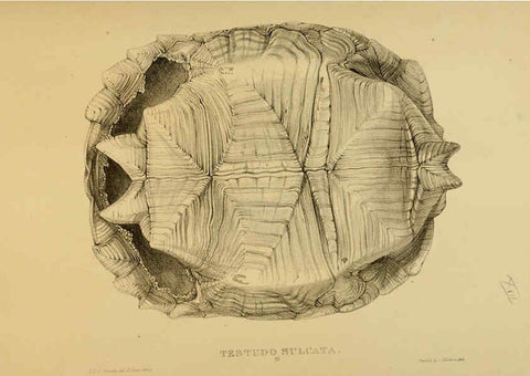 Reproducción/Reproduction 5978358088: Tortoises, terrapins, and turtles London, Paris, and Frankfort :H. Sotheran, J. Baer & co.,1872