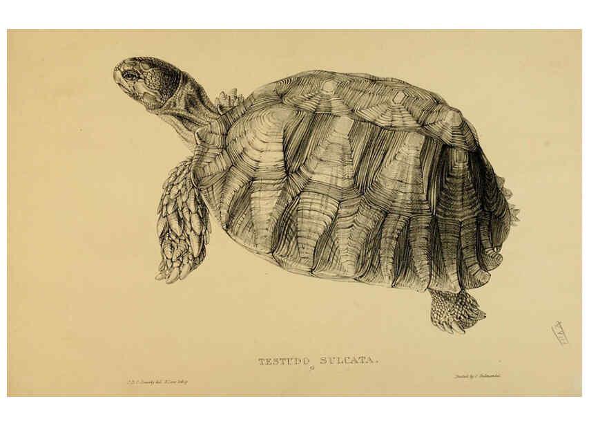 Reproducción/Reproduction 5978358320: Tortoises, terrapins, and turtles London, Paris, and Frankfort :H. Sotheran, J. Baer & co.,1872