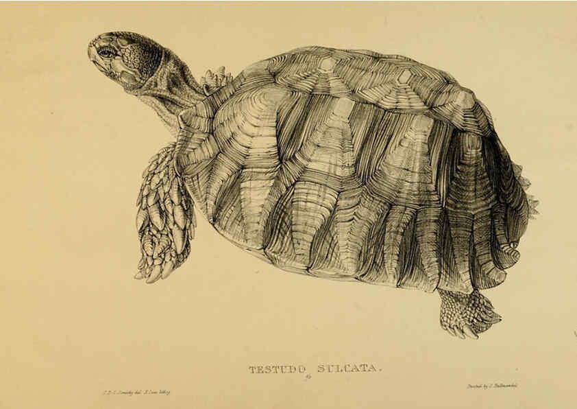 Reproducción/Reproduction 5978358320: Tortoises, terrapins, and turtles London, Paris, and Frankfort :H. Sotheran, J. Baer & co.,1872