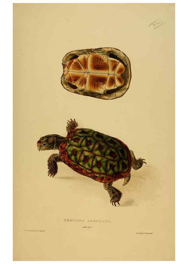 Reproducción/Reproduction 5978358830: Tortoises, terrapins, and turtles London, Paris, and Frankfort :H. Sotheran, J. Baer & co.,1872