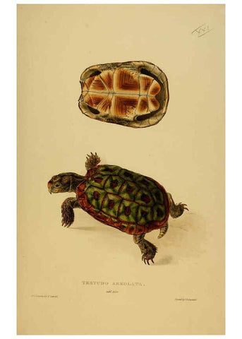 Reproducción/Reproduction 5978358830: Tortoises, terrapins, and turtles London, Paris, and Frankfort :H. Sotheran, J. Baer & co.,1872