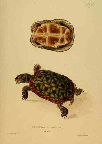 Reproducción/Reproduction 5978358830: Tortoises, terrapins, and turtles London, Paris, and Frankfort :H. Sotheran, J. Baer & co.,1872