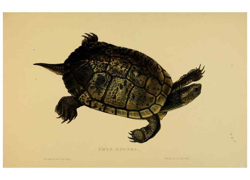 Reproducción/Reproduction 5977848919: Tortoises, terrapins, and turtles London, Paris, and Frankfort :H. Sotheran, J. Baer & co.,1872