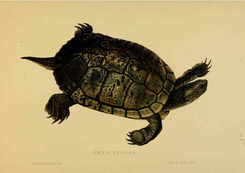 Reproducción/Reproduction 5977848919: Tortoises, terrapins, and turtles London, Paris, and Frankfort :H. Sotheran, J. Baer & co.,1872
