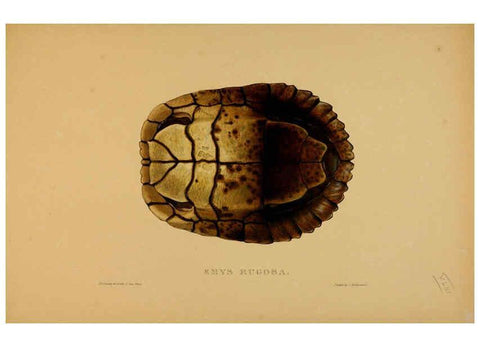 Reproducción/Reproduction 5977849161: Tortoises, terrapins, and turtles London, Paris, and Frankfort :H. Sotheran, J. Baer & co.,1872