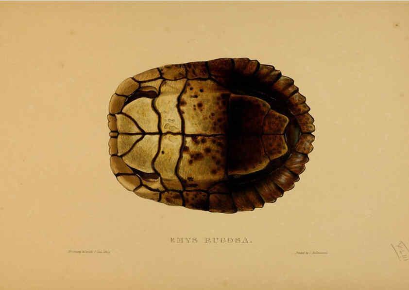 Reproducción/Reproduction 5977849161: Tortoises, terrapins, and turtles London, Paris, and Frankfort :H. Sotheran, J. Baer & co.,1872