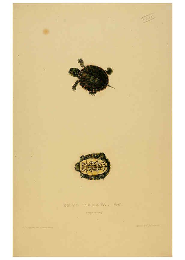 Reproducción/Reproduction 5977849403: Tortoises, terrapins, and turtles London, Paris, and Frankfort :H. Sotheran, J. Baer & co.,1872