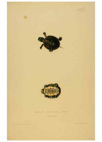 Reproducción/Reproduction 5977849403: Tortoises, terrapins, and turtles London, Paris, and Frankfort :H. Sotheran, J. Baer & co.,1872