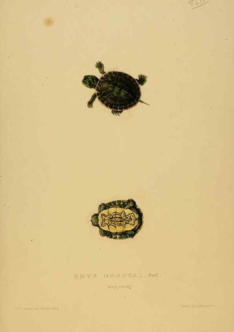 Reproducción/Reproduction 5977849403: Tortoises, terrapins, and turtles London, Paris, and Frankfort :H. Sotheran, J. Baer & co.,1872