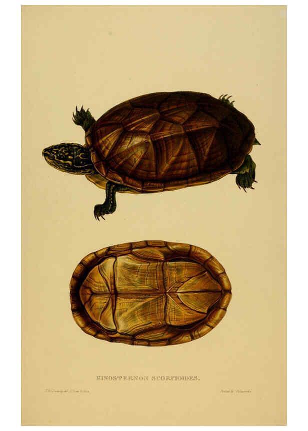 Reproducción/Reproduction 5977850187: Tortoises, terrapins, and turtles London, Paris, and Frankfort :H. Sotheran, J. Baer & co.,1872