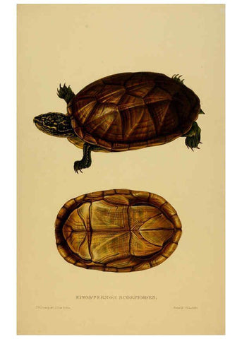 Reproducción/Reproduction 5977850187: Tortoises, terrapins, and turtles London, Paris, and Frankfort :H. Sotheran, J. Baer & co.,1872