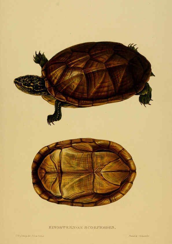 Reproducción/Reproduction 5977850187: Tortoises, terrapins, and turtles London, Paris, and Frankfort :H. Sotheran, J. Baer & co.,1872