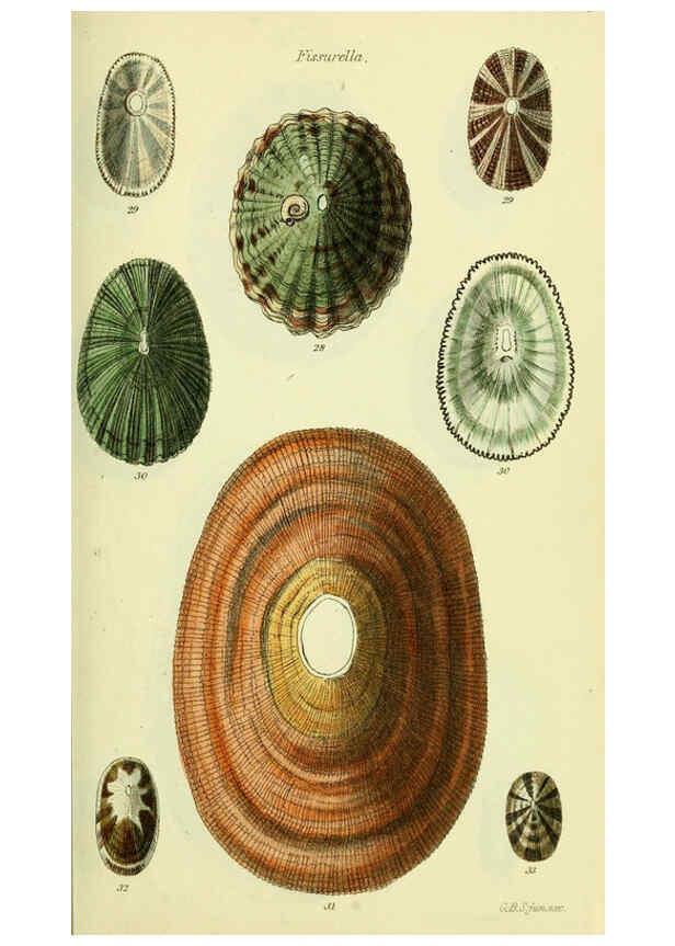 Reproducción/Reproduction 5978485198: The conchological illustrations or, Coloured figures of all the hitherto unfigured recent shells London :[s.n.] ;1832