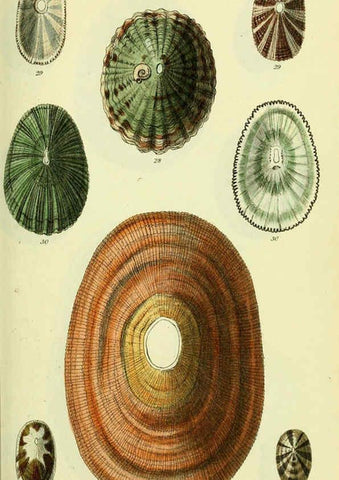 Reproducción/Reproduction 5978485198: The conchological illustrations or, Coloured figures of all the hitherto unfigured recent shells London :[s.n.] ;1832