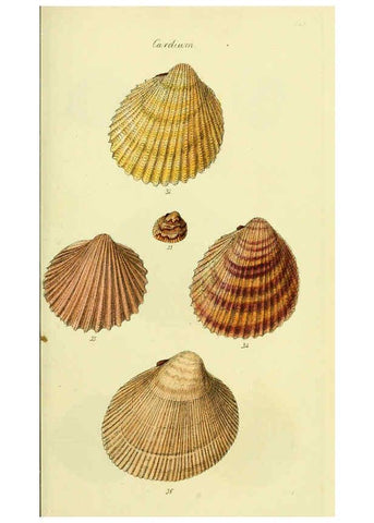 Reproducción/Reproduction 5977901011: The conchological illustrations or, Coloured figures of all the hitherto unfigured recent shells London :[s.n.] ;1832