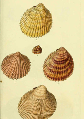 Reproducción/Reproduction 5977901011: The conchological illustrations or, Coloured figures of all the hitherto unfigured recent shells London :[s.n.] ;1832