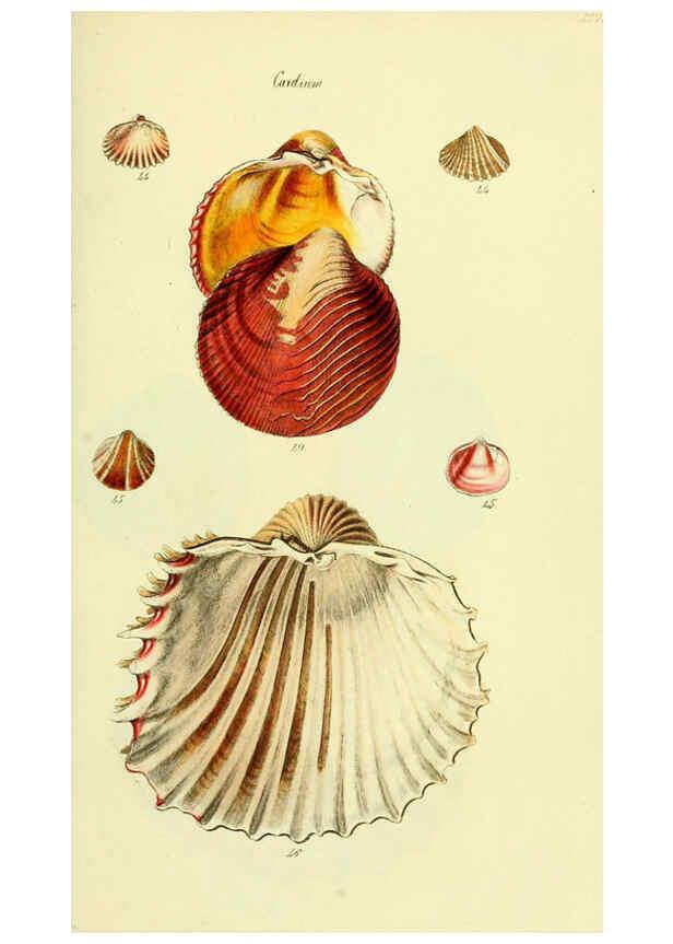 Reproducción/Reproduction 5977901711: The conchological illustrations or, Coloured figures of all the hitherto unfigured recent shells London :[s.n.] ;1832