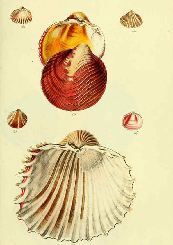 Reproducción/Reproduction 5977901711: The conchological illustrations or, Coloured figures of all the hitherto unfigured recent shells London :[s.n.] ;1832