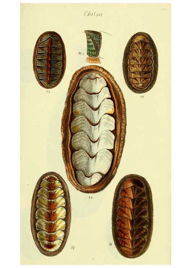 Reproducción/Reproduction 5977914353: The conchological illustrations or, Coloured figures of all the hitherto unfigured recent shells London :[s.n.] ;1832